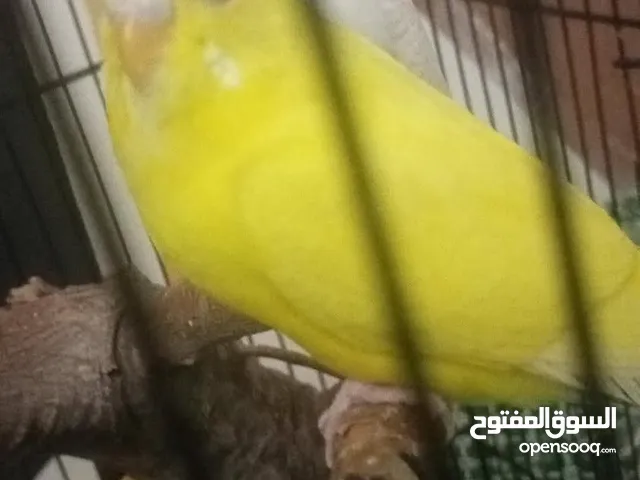 جوز طيور حب بادجي الوانهم مميزه اصفر+ازرق سماوي جاهزات للتفريخ