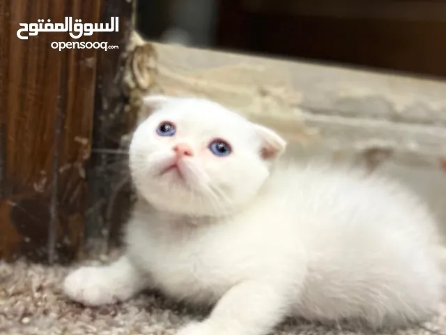 للبيع 3 قطط سكوتش