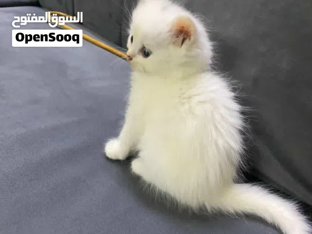 قططين ذكور العمر شهر و 9 ايام نظاف و متعودين على كل شي و صحه ممتازه جدا