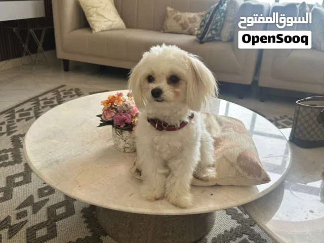 Adorable Maltese Puppy  – 11 Months Old (Female)