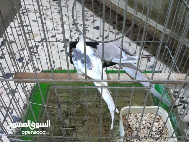 جوز كوكتيل وايت فيس