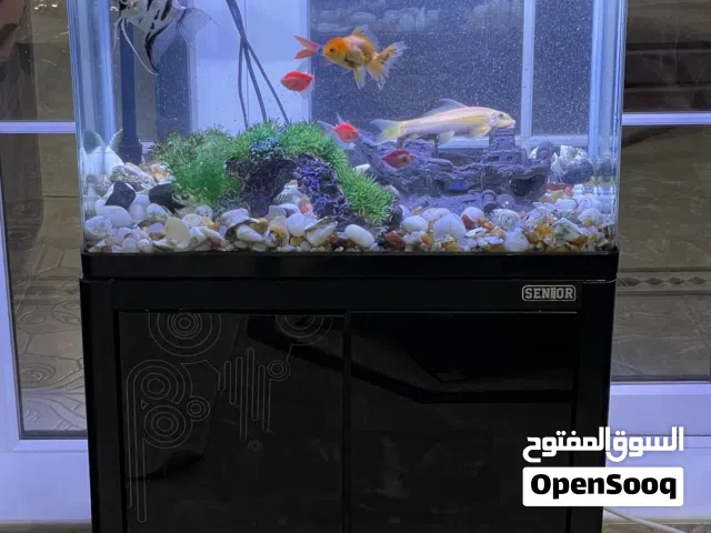 حوض سمك الزينة للبيع حوض جيد جدا و نضيف مع كامل اغراضة