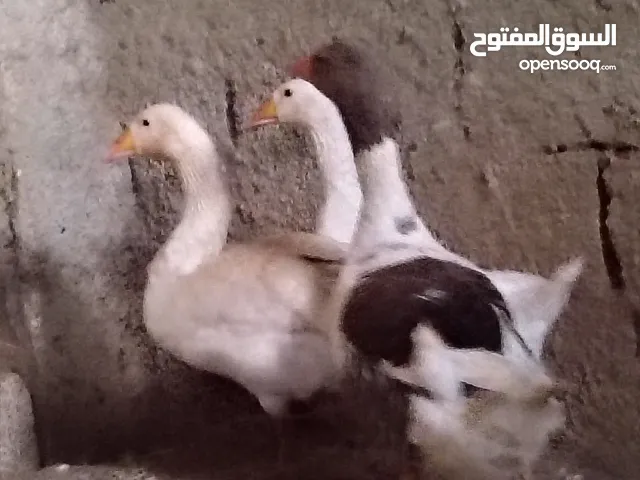 وز عدد3 جاج بياض ماشاء الله