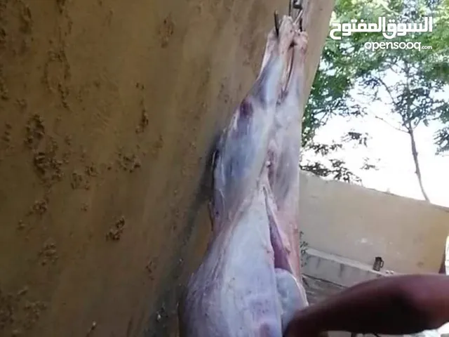 كل عام وانتم بخير لحام متنقل لذبح جميع انواع الأضاحي_ونذور للتواصل