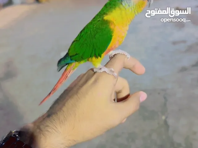 كينور للبيع ليف طينه بجيث وين ما اروح اخذه وياي عمره  6 اشهر ويركص