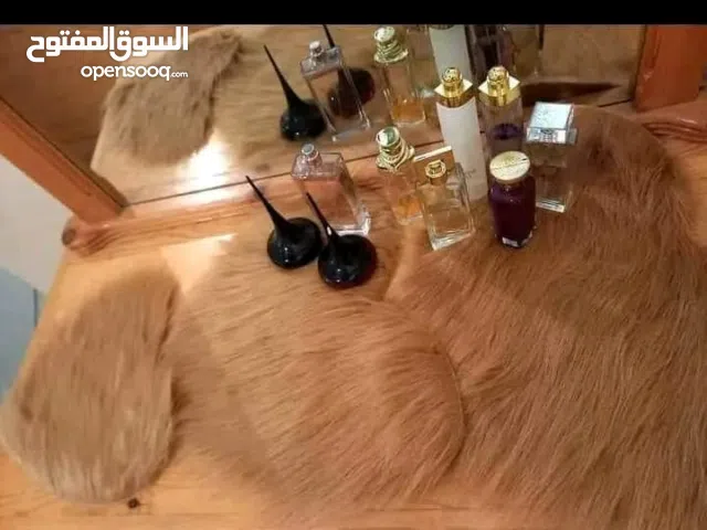 طابي فورير الناعم وأنيق