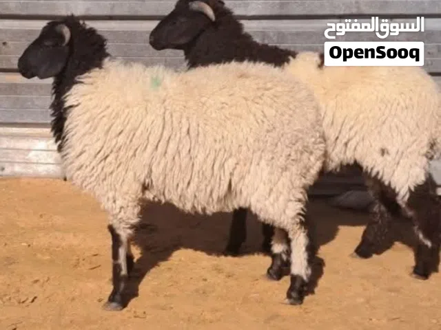خروف للبيع