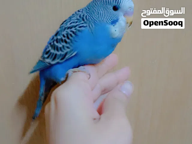 للبيع طيور بادجي اليفات