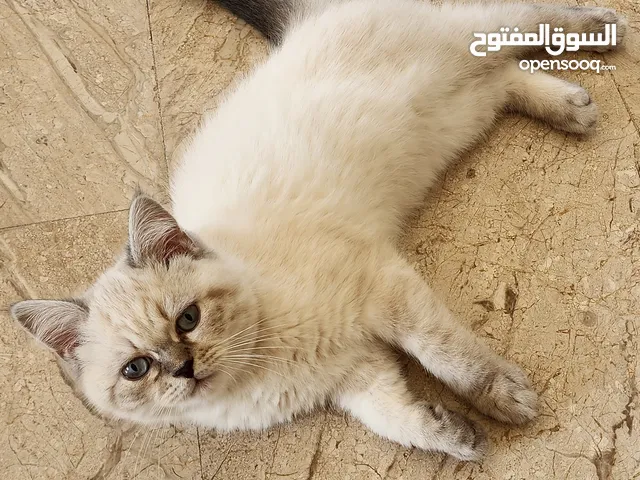 قط همالاين مميز للبيع