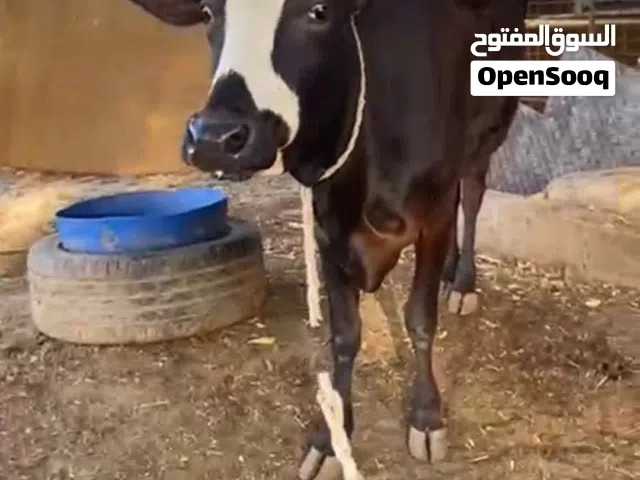 بقره نمساويه للبيع
