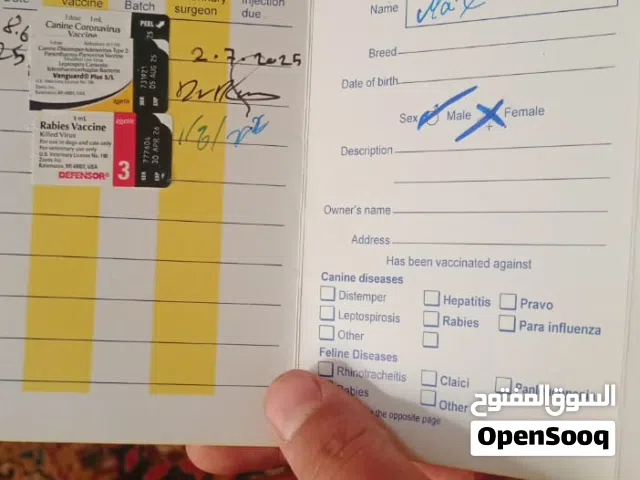 هاسكي للبيع