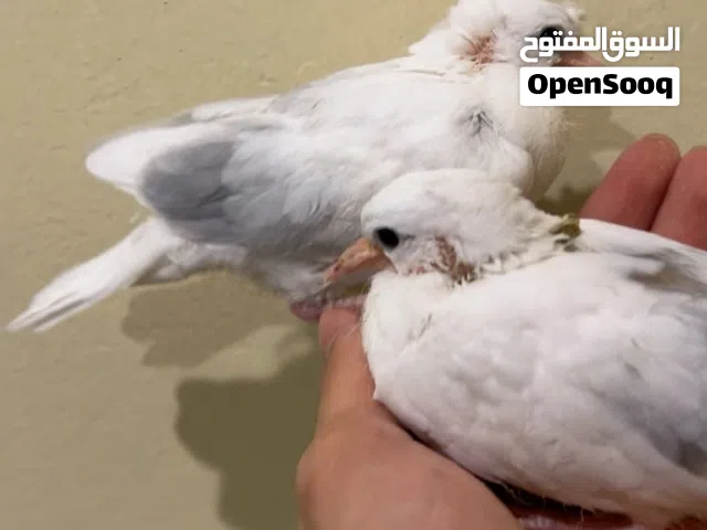 للبيع فروخ ياكريم نهاية عس شي طيب