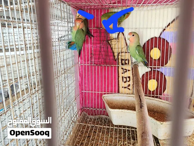 للبيع طيور روز