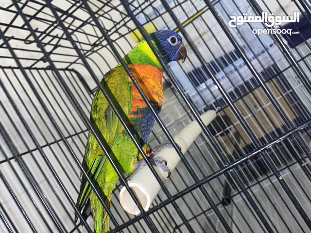 Lory parrot rainbow tame and full wing ببغاء لوري رينبو اليف وجناح كامل