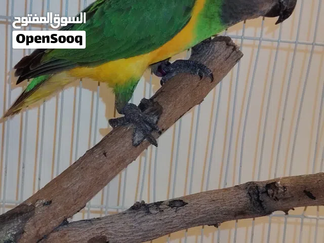 ببغاء كنيور ذكر