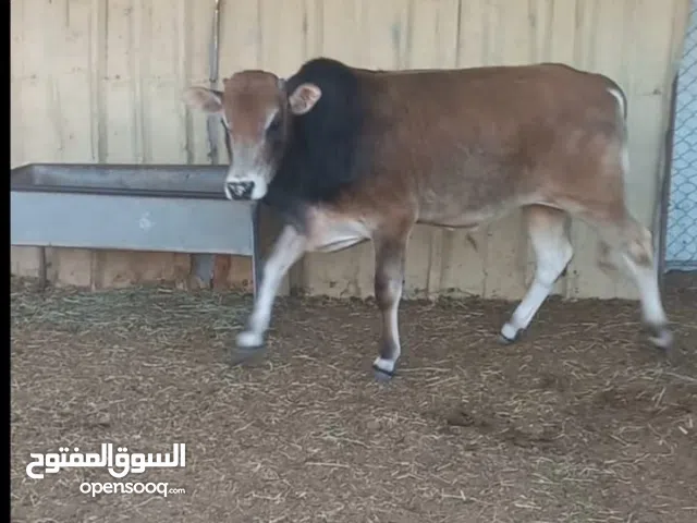 للبيع عجل العمر 7 شهور