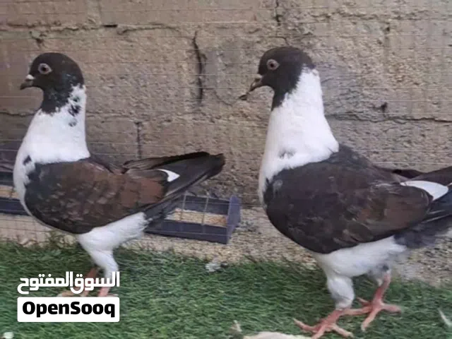 جوز حمام سيكي السعر 12