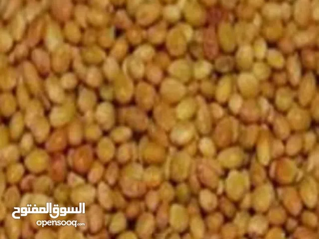 زريعة صفصفه تاجوريه