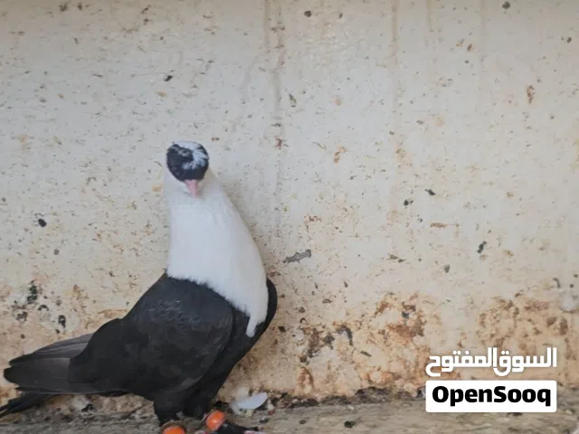 طيور انتاج وكش بصحة ممتازة