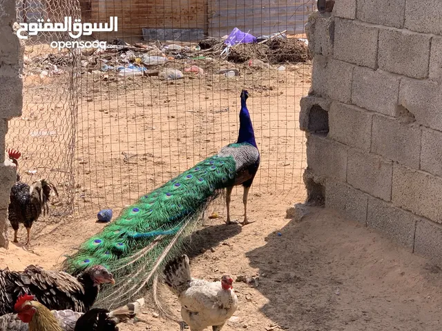 ذكر طاوس كيف فاتح للبيع
