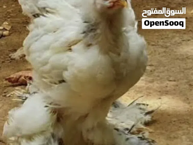 دجاج البراهما صيصان وكبار بصحه ممتازه