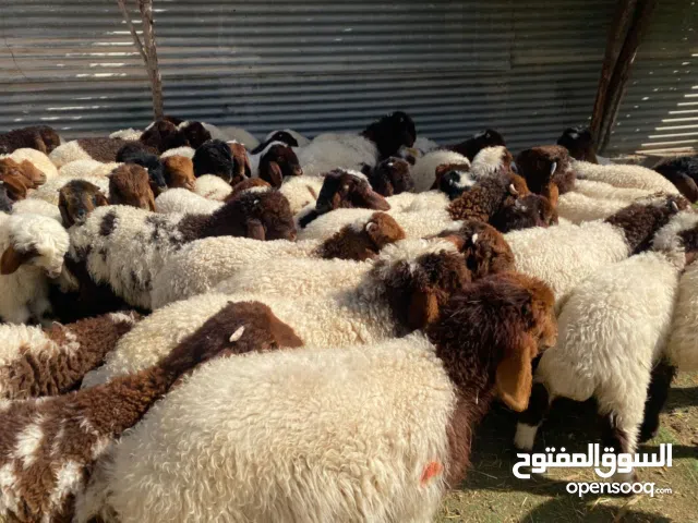 بهم تربية فاخر