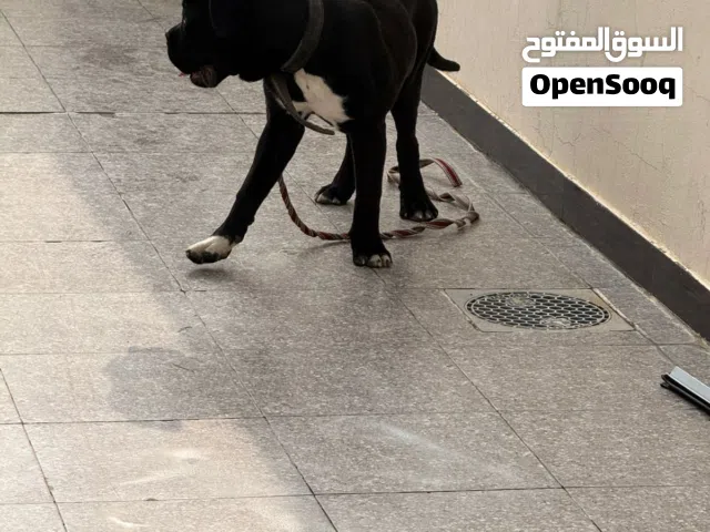 كلب كاني كورسو للبيع العمر 5 اشهر العنوان بغداد حي الجامعة لعدم التفرغ السعر رقم الهاتف