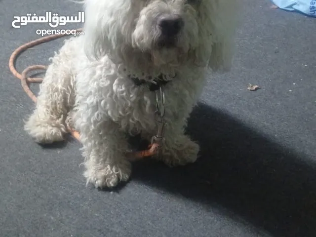 كلب زينه مالتيز