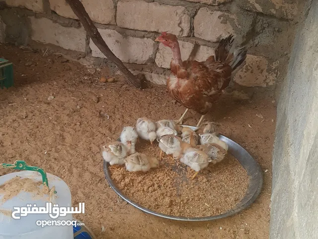 دجاجة زهري تونسي تحتها 12كتكوت