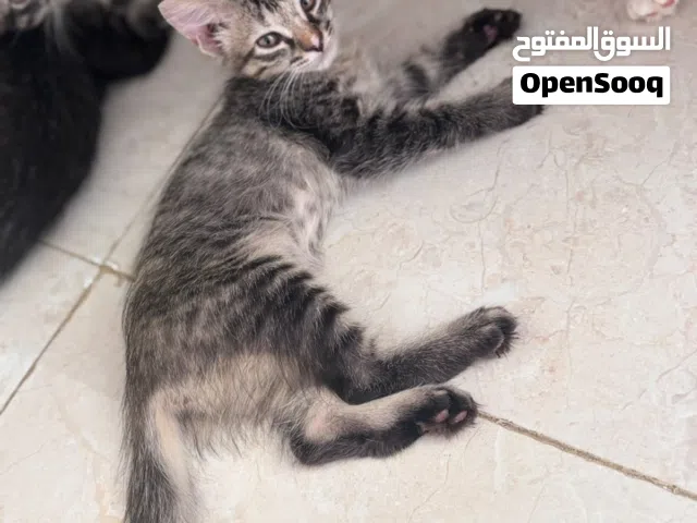 قطط فارسيه مكس