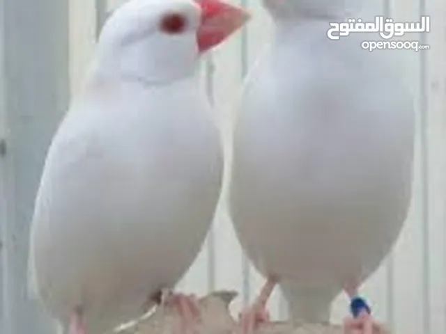 جاوا ابيض انتاج عراقي صحة 100%