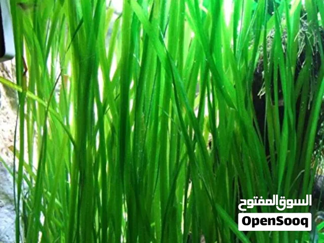 Tall grass العشب الطويل