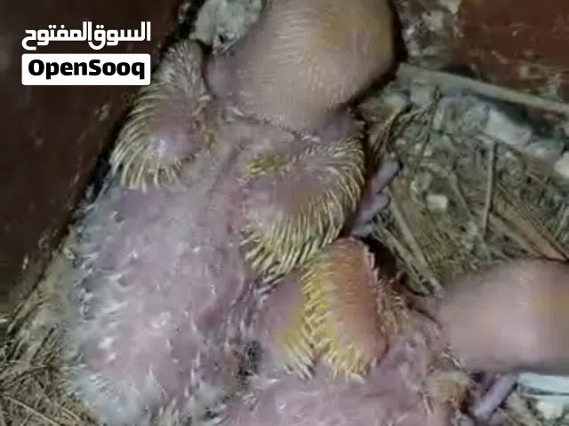 للبيع 3 فراخ روز (عين حمراء ولون أصفر جميل
