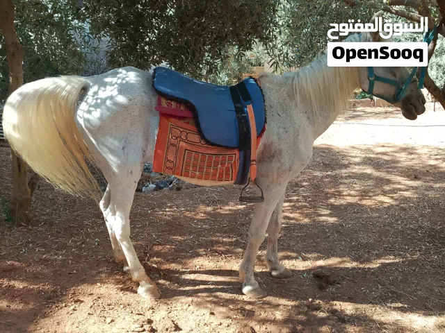 فرس للبيع بسعر حرق