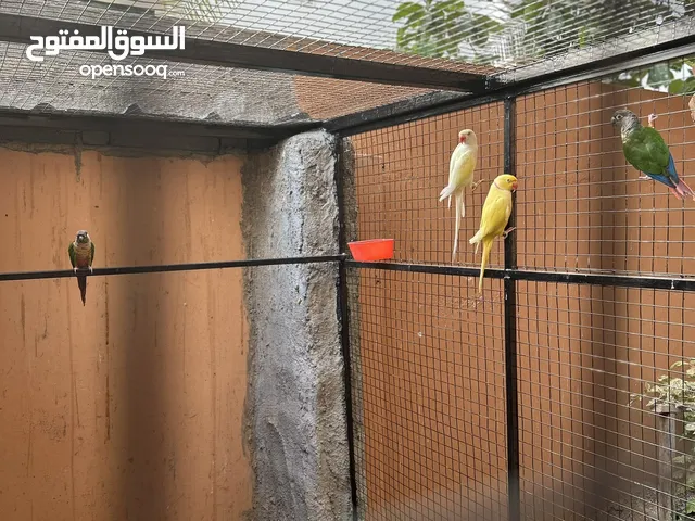 زوج دره ملون جاهز لي لإنتاج