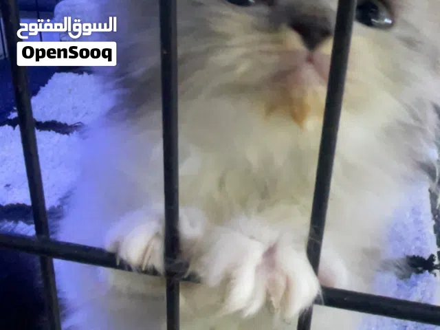 قط شيرازي بحاله جيده صحه