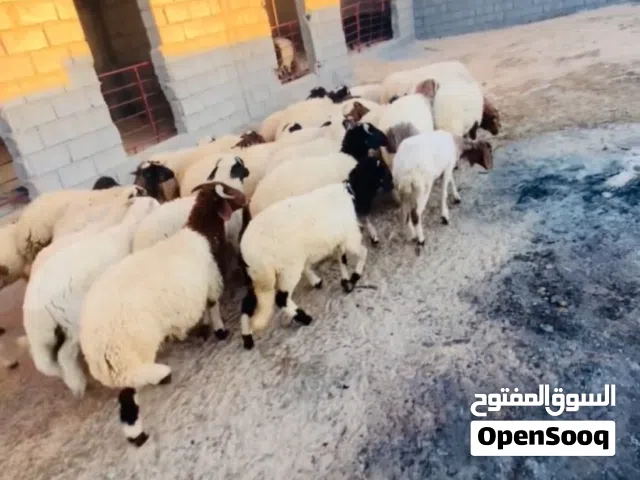 سعي بيوضي العمر 4 شهور