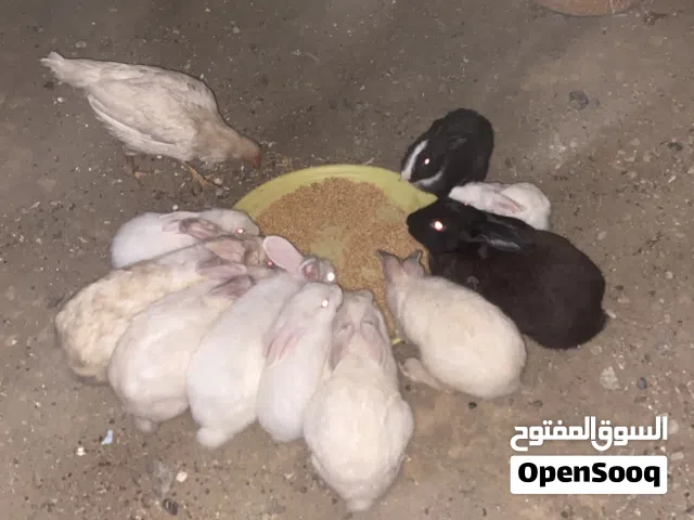 ارنب للبيع الحبه ب3