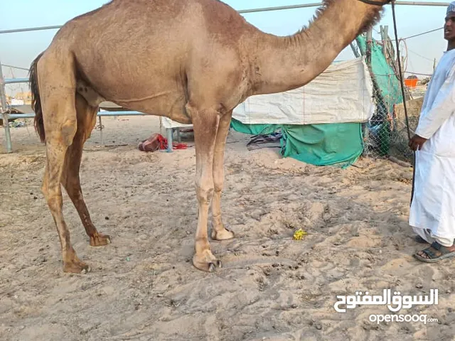 قليصة طبيع