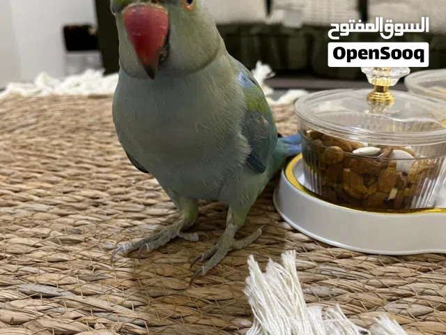 ببغاء دره هندي اليف