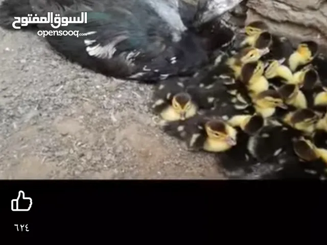 مطلوب بط بلدي صغير