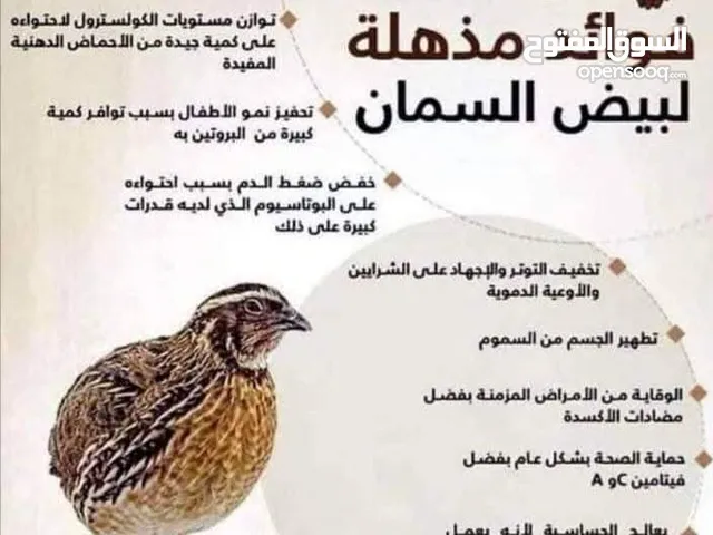 سمان جانبو