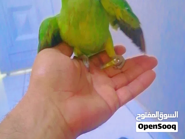 بغبغاء الدره أليف جدن للبيع أو البدل مع زوج كوكتيل