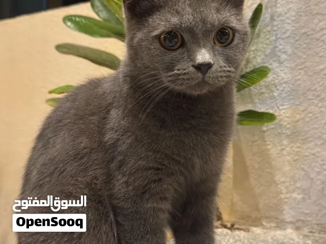 قطه سكوتش ستريت هاديه
