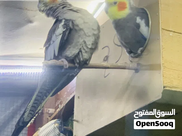 جوز كوكتيل صحه وريشه لله يبارك