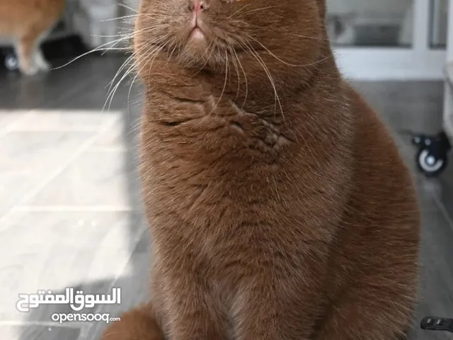 بريتش شورت هير تشوكليت لتزاوج بريتش شورت هير تشوكليت لتزاوج بريتش شورت قصير جدا تشوكليت لتزاوج بريتش