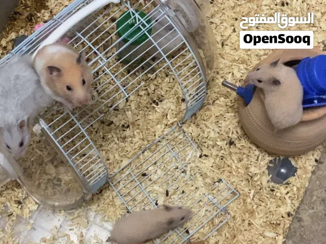 هامستر مكس