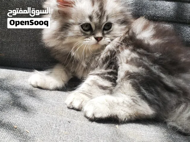 بيع القطط الشيرازي