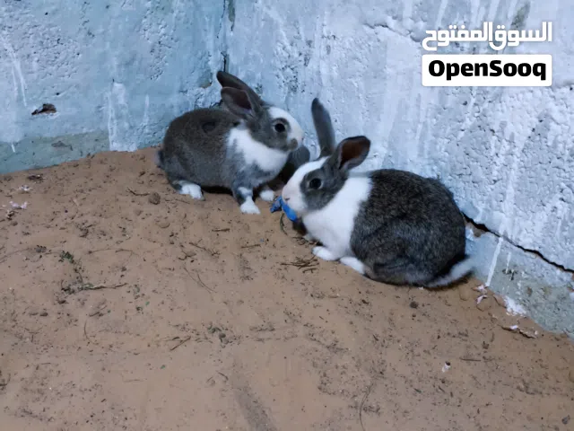 كوبية ارانب