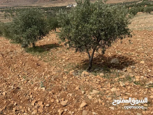 للبيع: أرض زراعية مشجرة بالزيتون في سفوح جبل الشيخ.